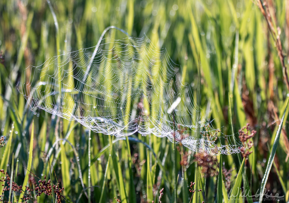 Okefenokee Spider Web Picture