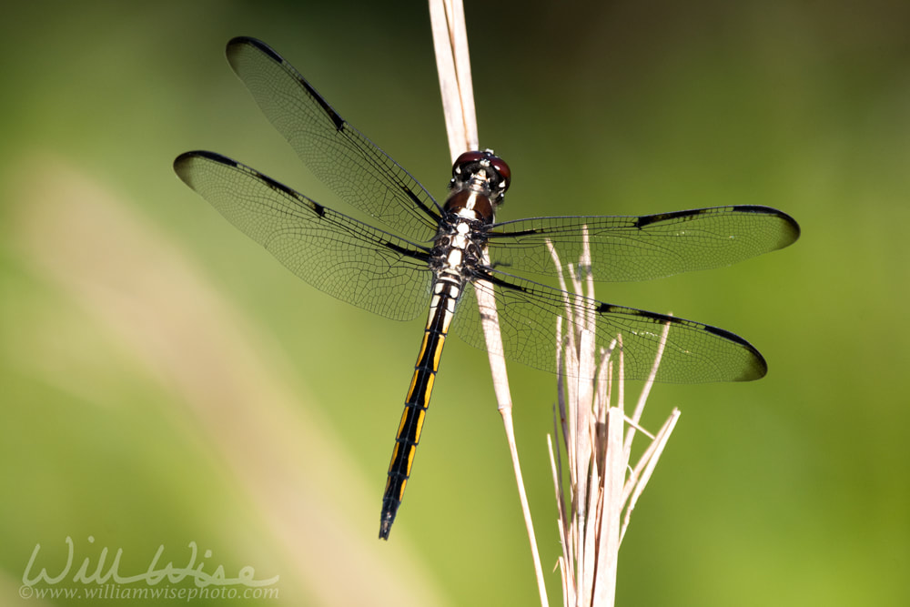 Bar Winged Skimmer Dragonfly Picture