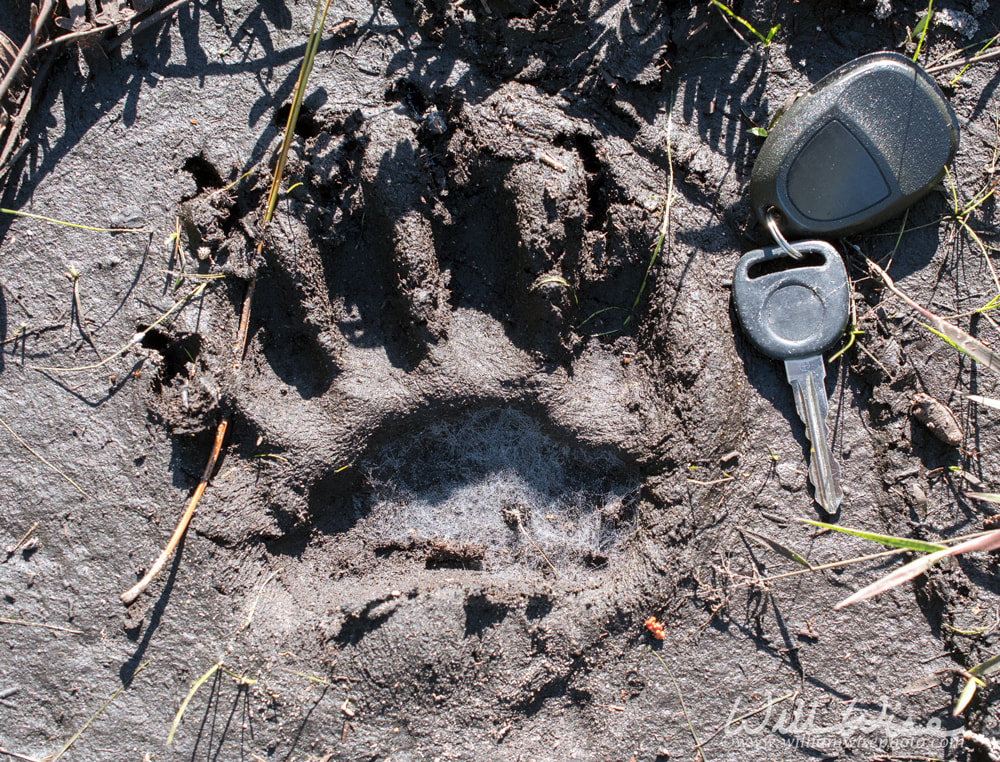 Okefenokee Black Bear Track Picture