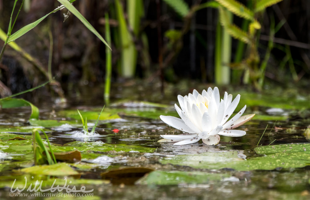 American White Water Lily flower blooming on a lily pad in the Okefenokee Swamp, Georgia Picture