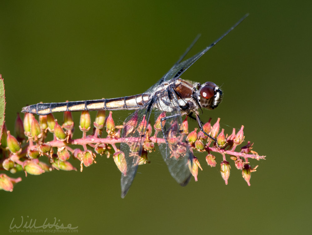 Irridescent blue Bar Winged Skimmer dragonfly on Fetterbush branch, Okefenokee National Wildlife Refuge, Georgia Picture