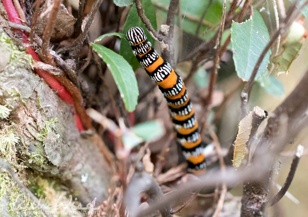 Okefenokee Zale Moth Caterpillar Picture