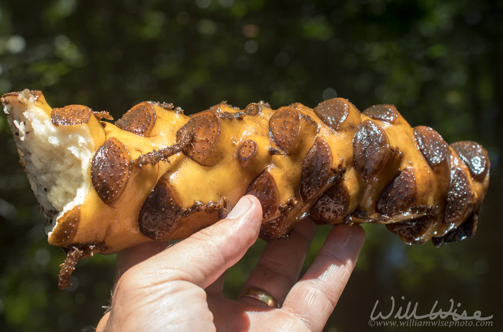 Spatterdock root stem called Gator Tater Picture