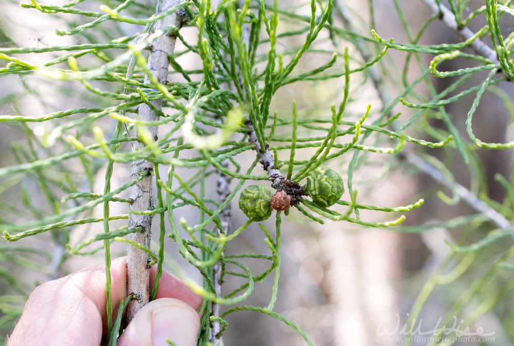 Cypress leaves and immature cones Picture