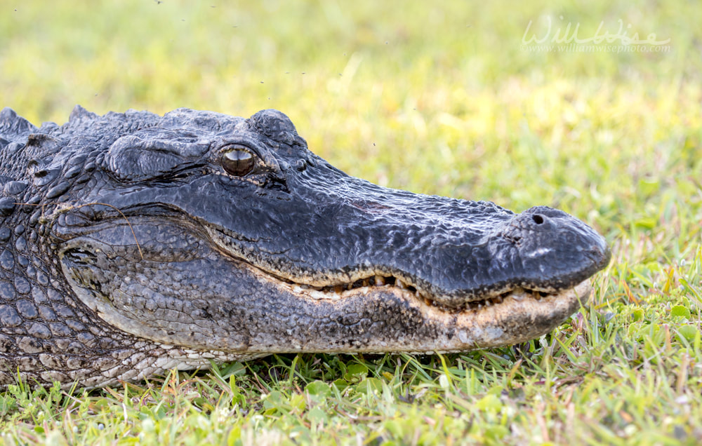 Large American Alligator head close up portrait Picture