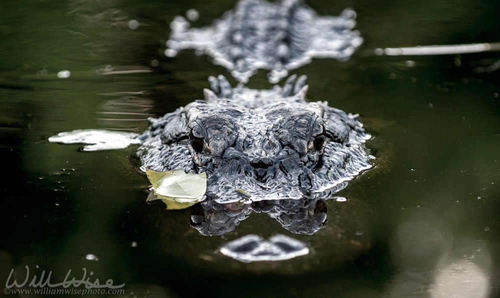 William Bartram Scary large alligator in swamp swimming at camera Picture