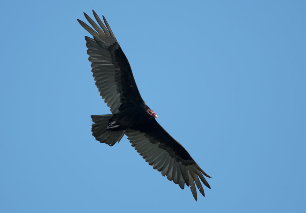 Okefenokee Turkey Vulture Picture