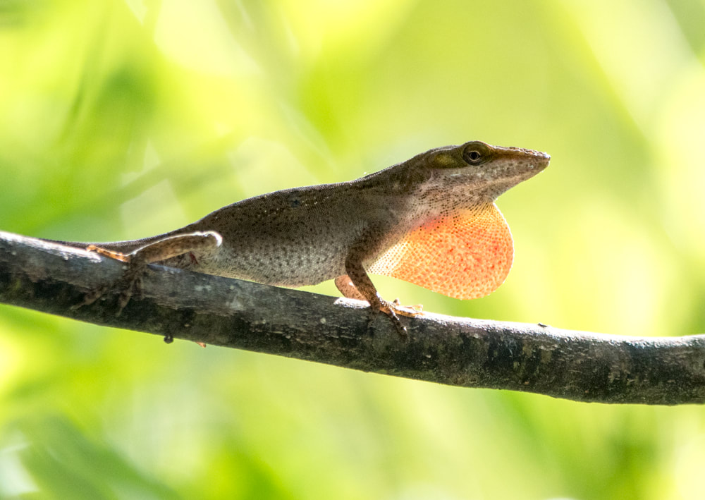 William Bartram Sunrise silhouette of Green Anole lizard extending pink dewlap Picture