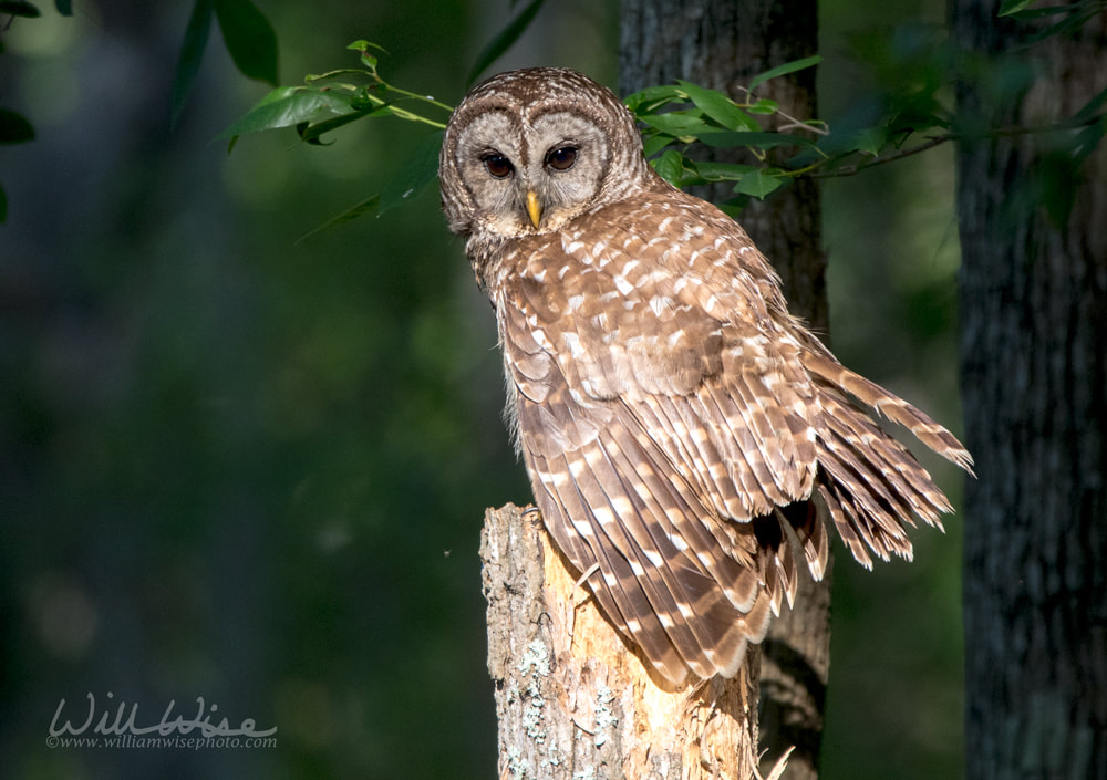 Barred Owl in sunrise in Okefenokee Swamp Georgia Picture