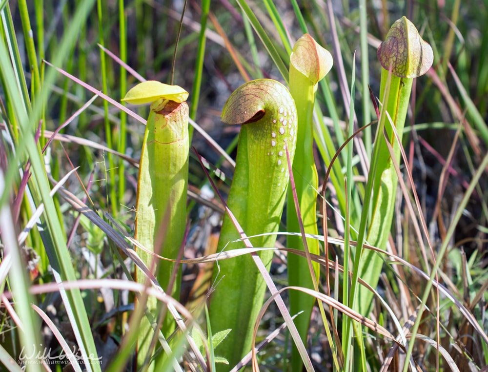 Hooded Pitcher Plant Picture