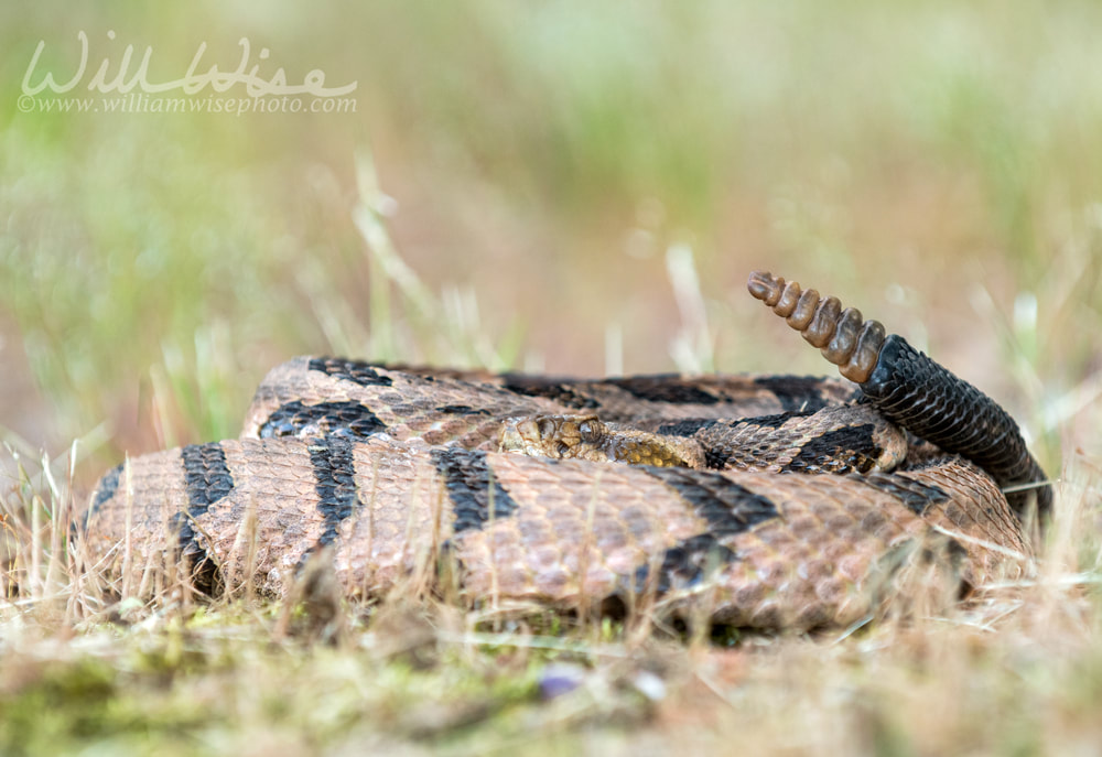 Timber Rattlesnake Picture