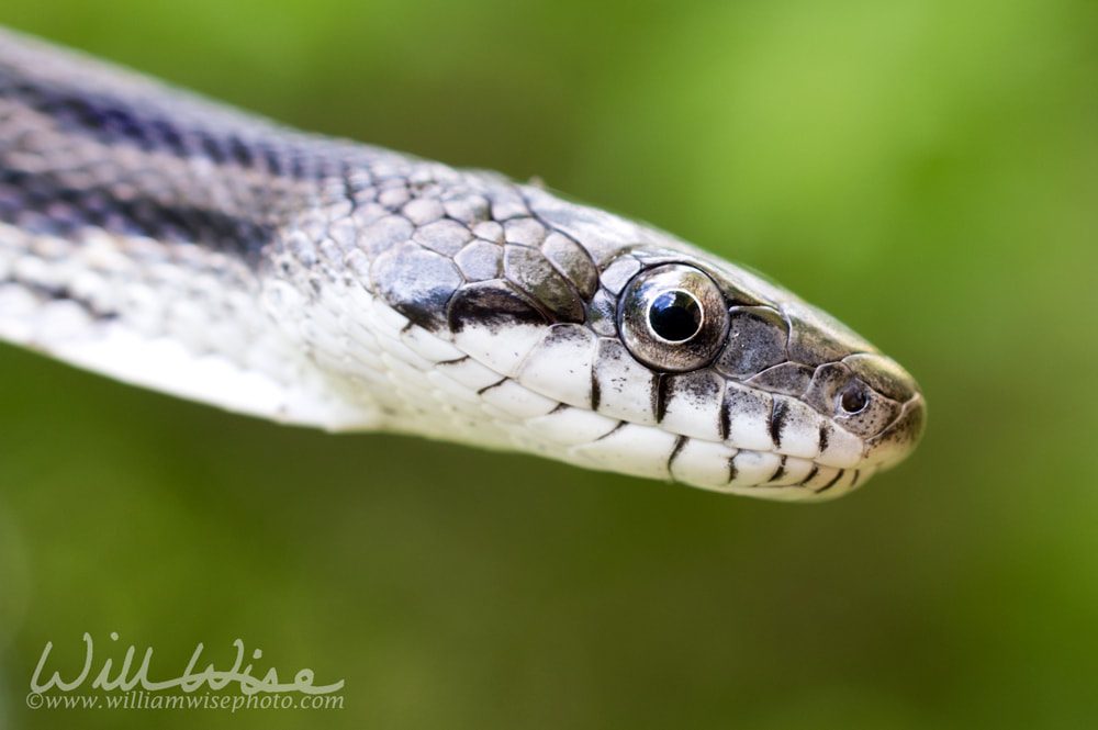 Ratsnake profile scales Picture