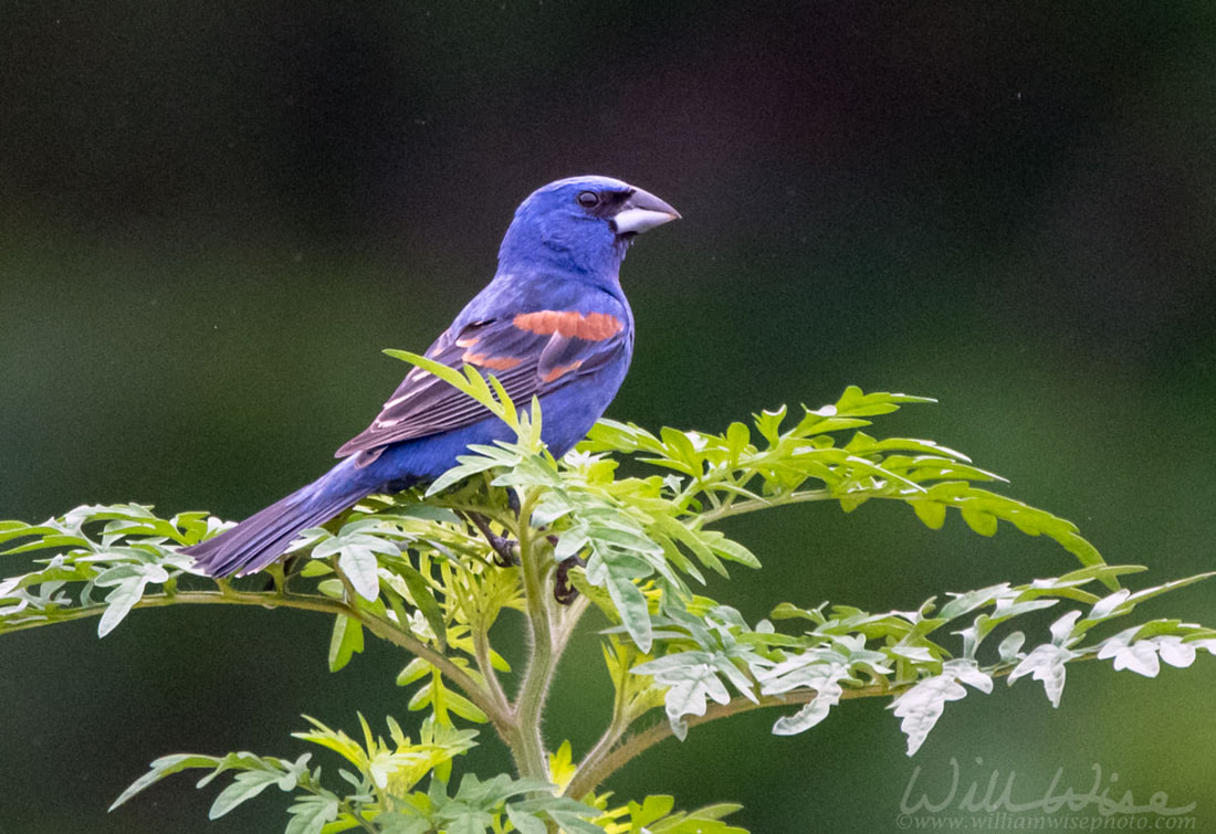 Blue Grosbeak Georgia Birding Picture