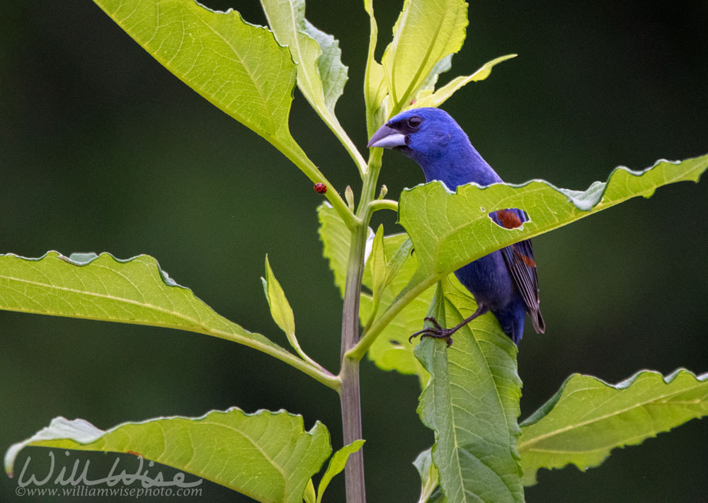 Blue Grosbeak songbird perched in leaves, Georgia birding Blue Grosbeak Picture