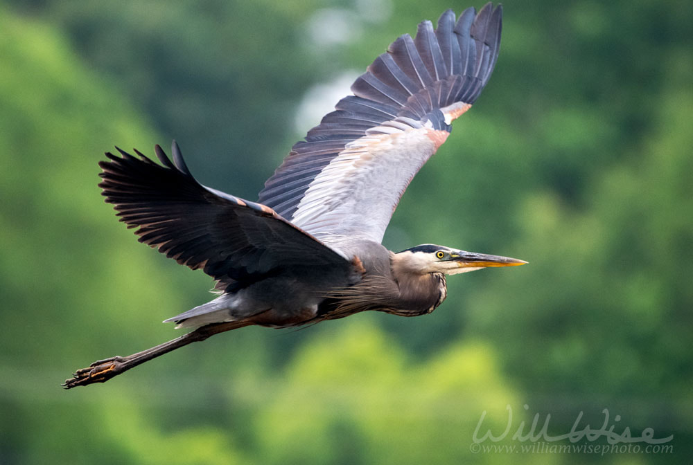 Great Blue Heron in flight, Walton County, Georgia birding Picture