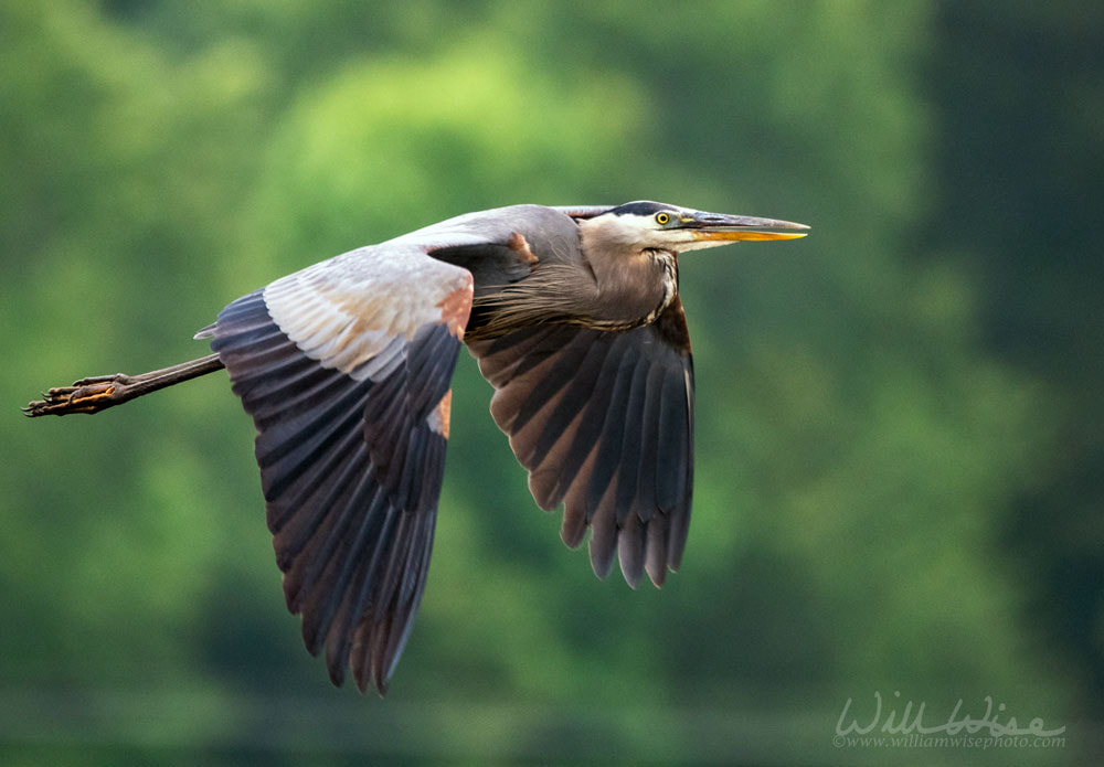 Great Blue Heron in flight, Walton County, Georgia birding Picture