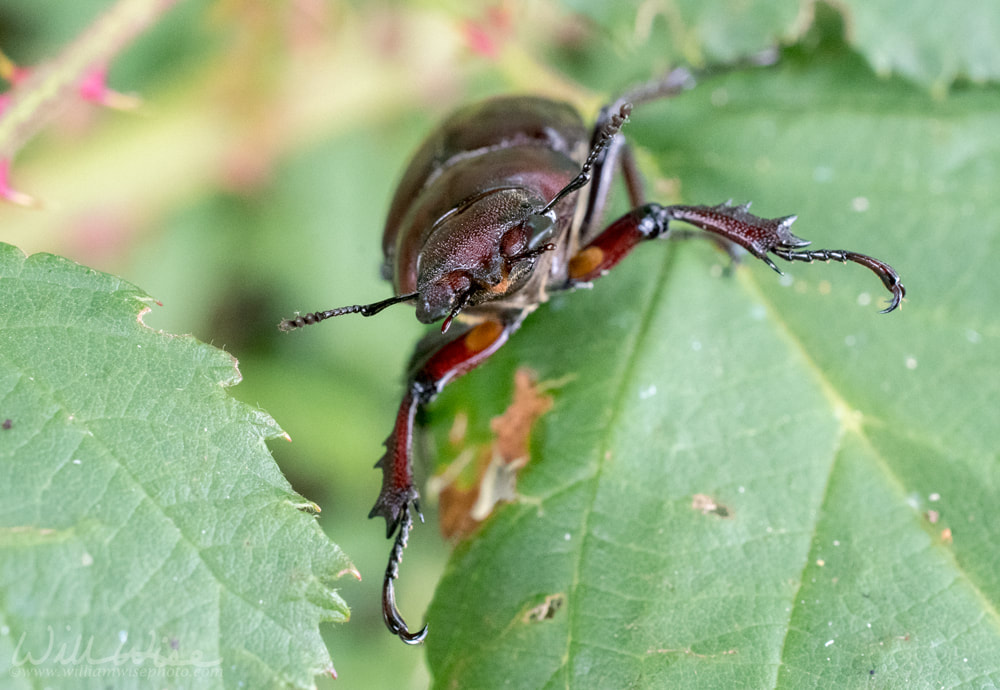 Giant Stag Beetle on a brier leaf, Georgia USA Picture