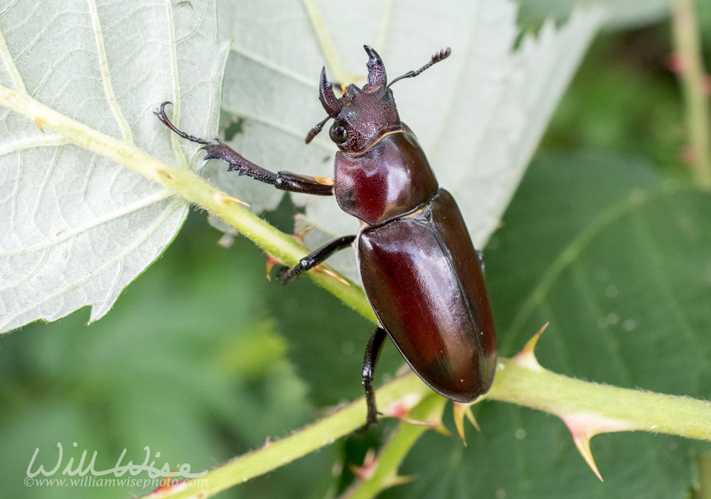 Giant Stag Beetle on a brier leaf, Georgia USA Picture