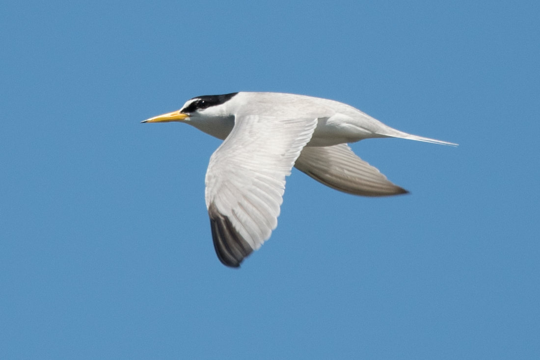 Least Tern Picture