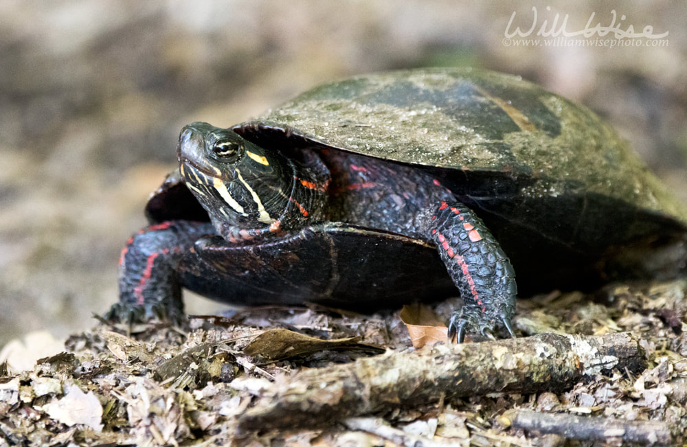 Female nesting Painted Turtle laying eggs, Georgia USA Picture