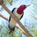 Red Headed Woodpecker Picture