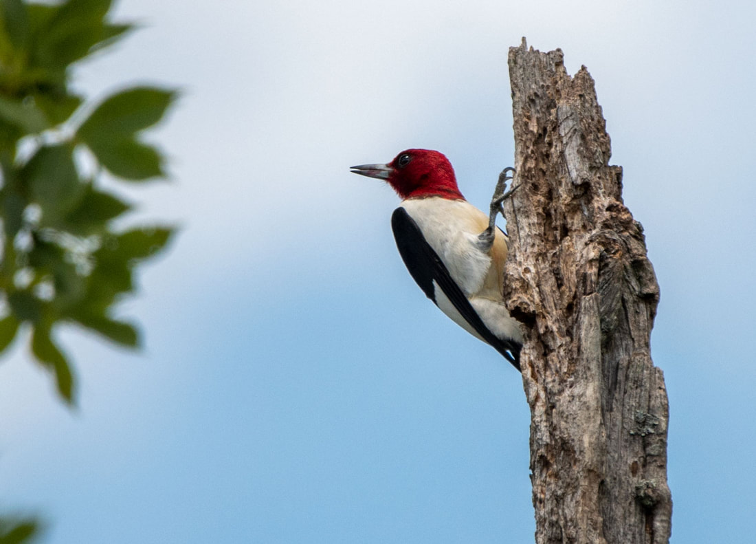 Red-headed Woodpecker Picture