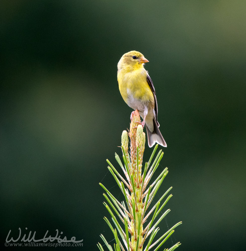 American Goldfinch Picture