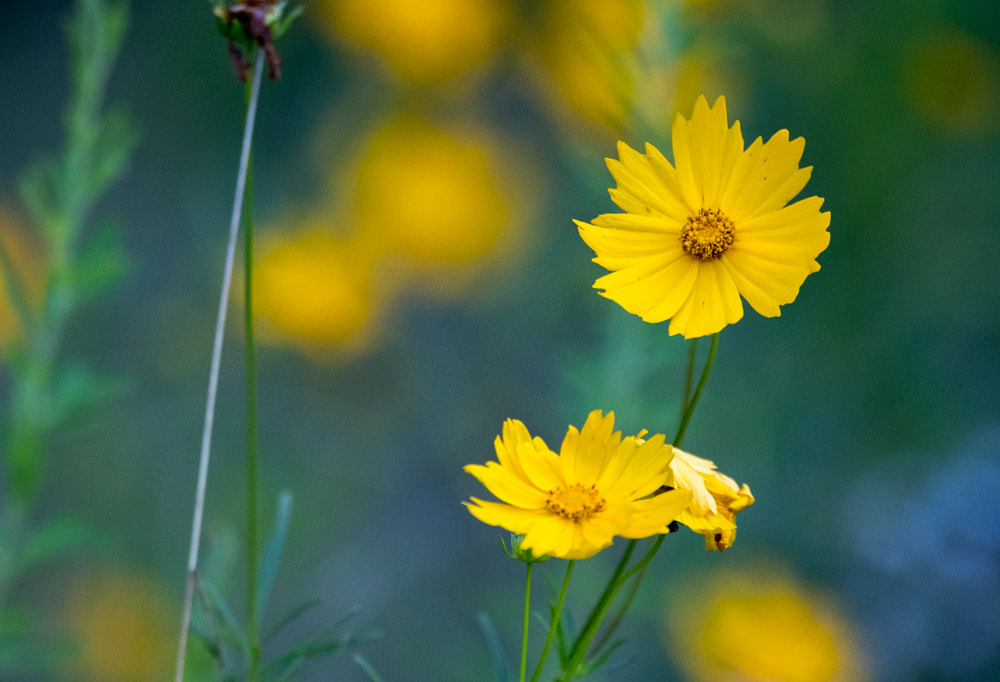 Yellow Lance- leaved Coreopsis sunflower Picture