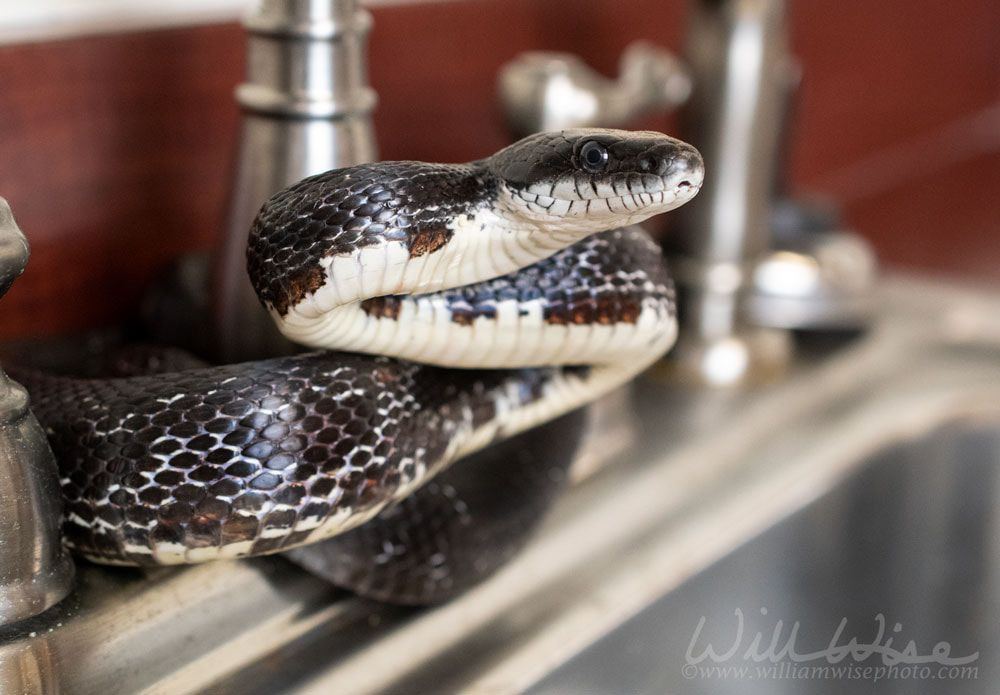 Eastern Black Rat Snake flicking forked tongue coiled in kitchen sink inside home Picture