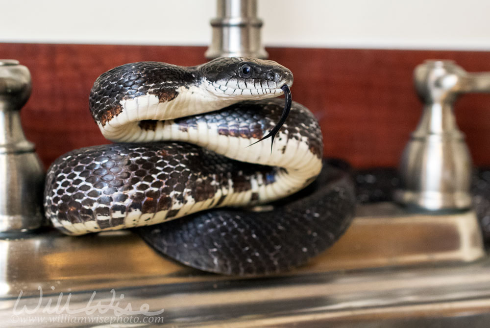 Eastern Black Rat Snake flicking forked tongue coiled in kitchen sink inside home Picture