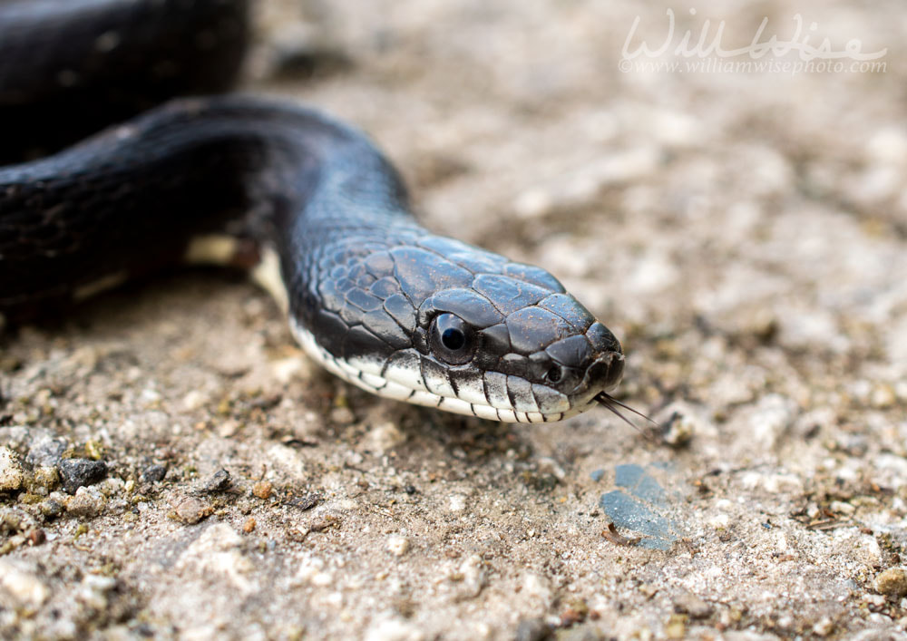 Eastern Black Rat Snake flicking forked tongue coiled in kitchen sink inside home Picture