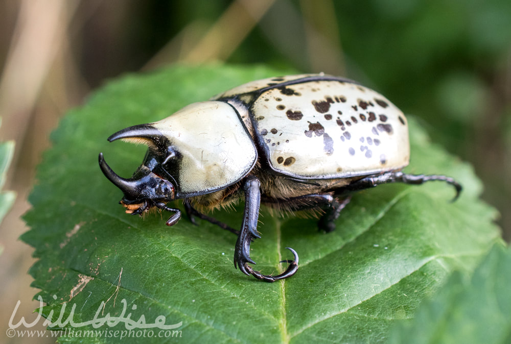 Giant Eastern Hercules Beetle with large horns on a leaf in Georgia Picture