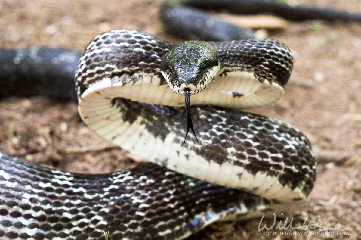 Six foot eastern Ratsnake Georgia Picture