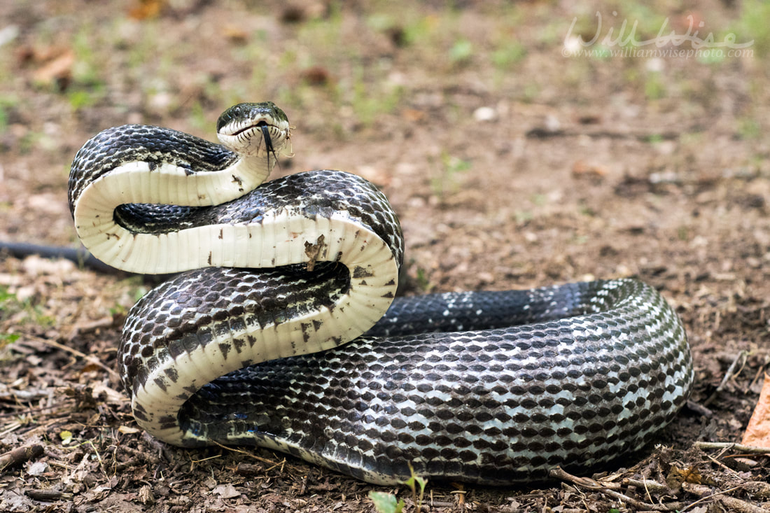Six foot eastern Ratsnake Georgia Picture