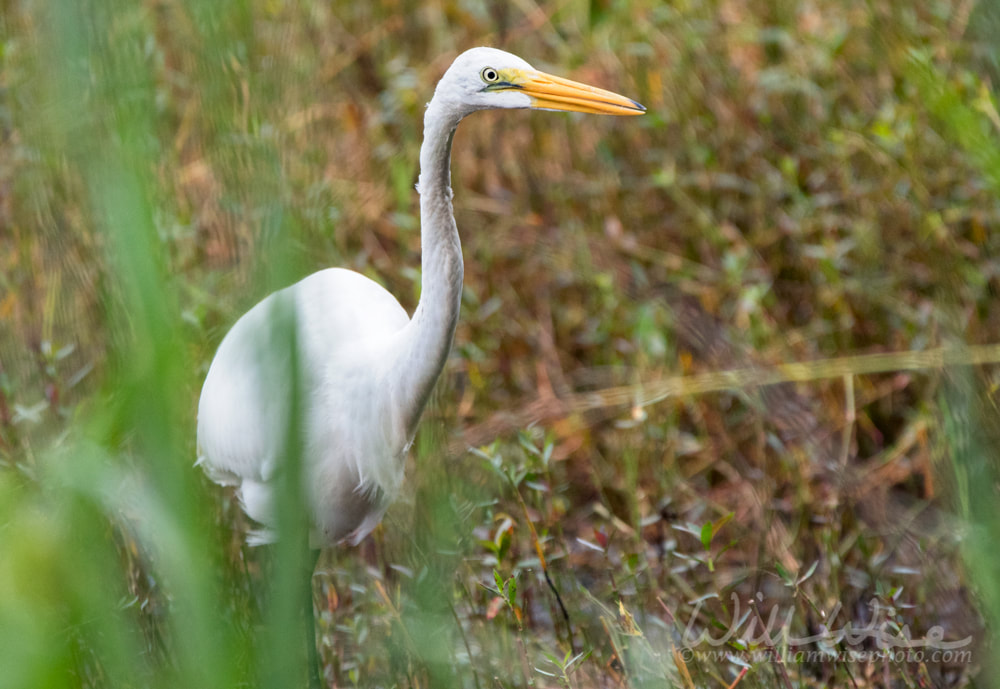Great Egret Picture
