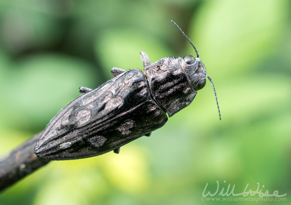 Pine Borer Beetle Picture