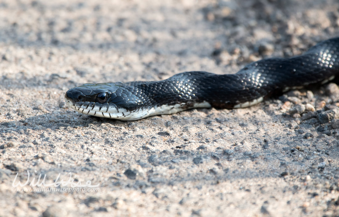 Eastern Ratsnake Picture