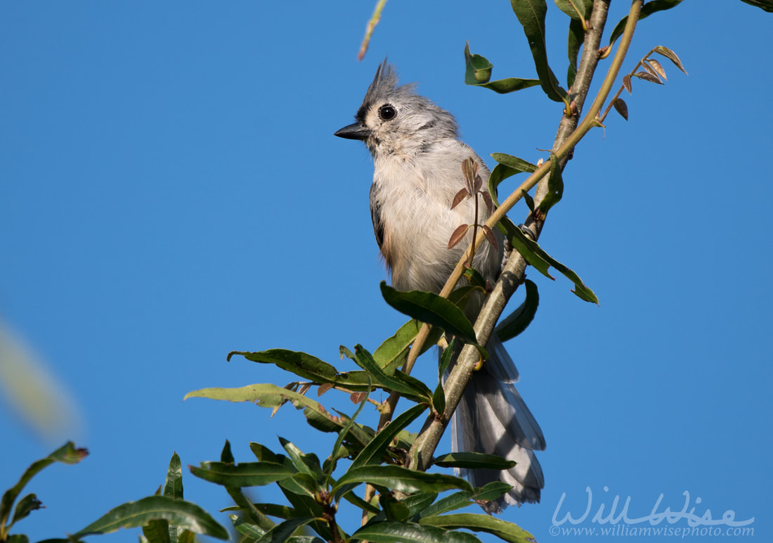Tufted Titmouse birding Picture