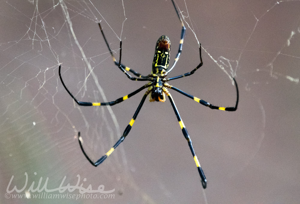 Joro Spider in Web Picture