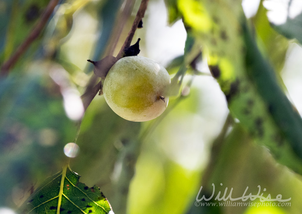 Persimmon Tree Fruit hanging on a tree Georgia Picture