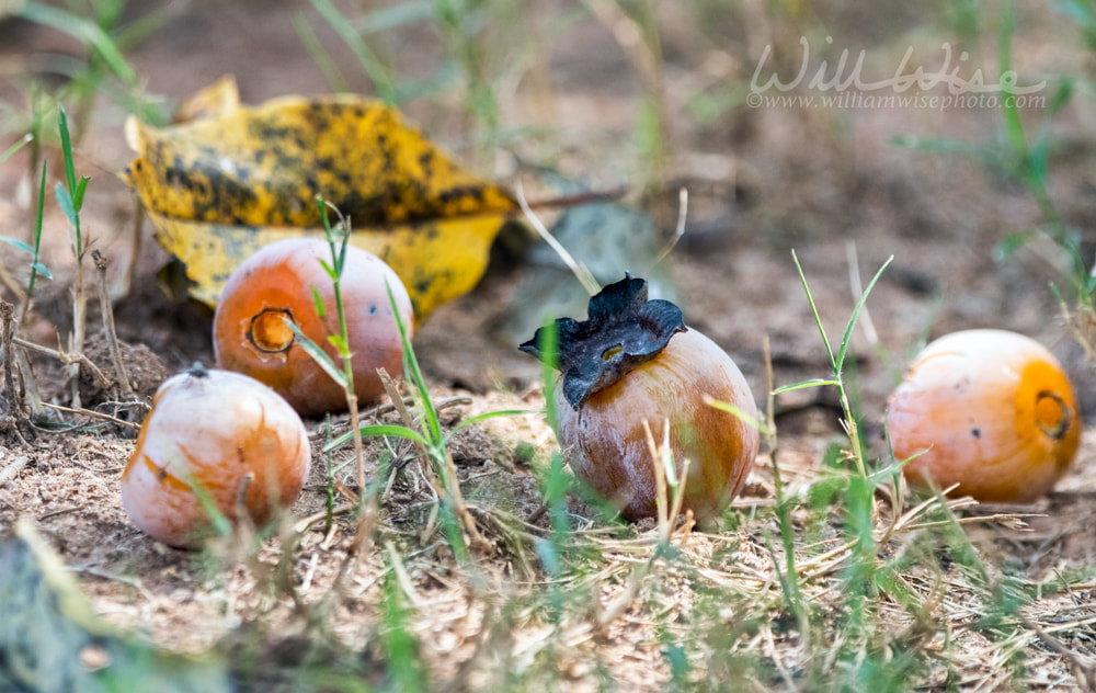 Fall Persimmon Fruit Picture