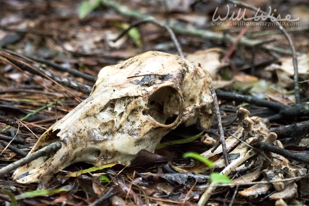 Deer Skull Picture