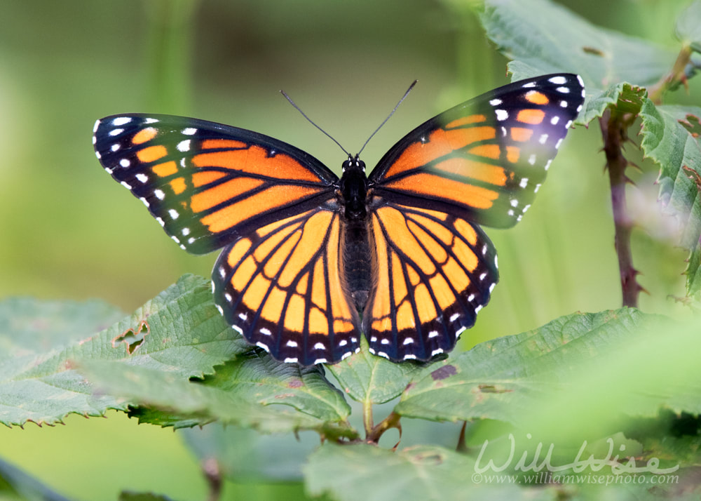 Beautiful black orange and white Viceroy Butterfly wings Picture