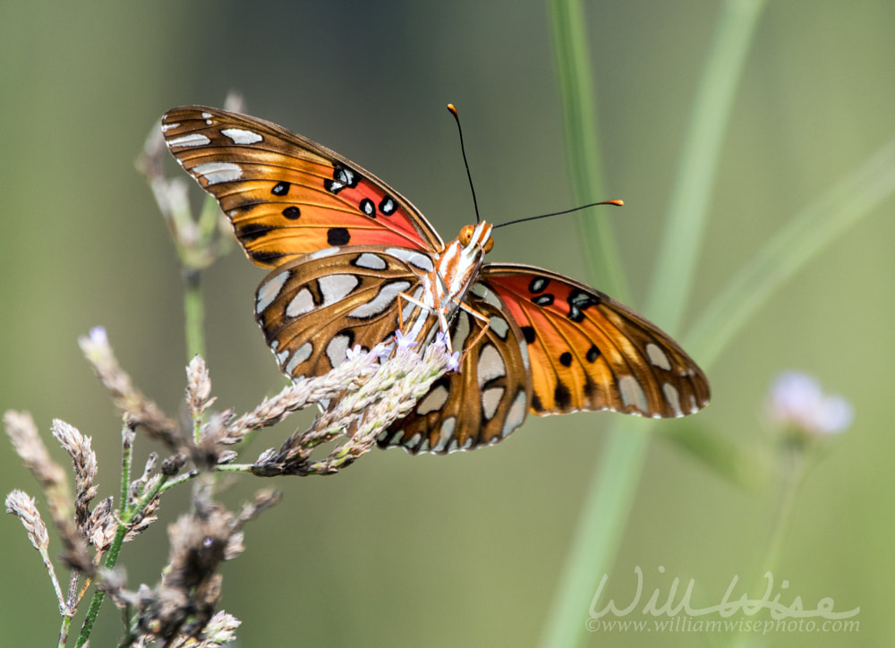 Beautiful black orange and white Gulf Fritillary Butterfly wings Picture