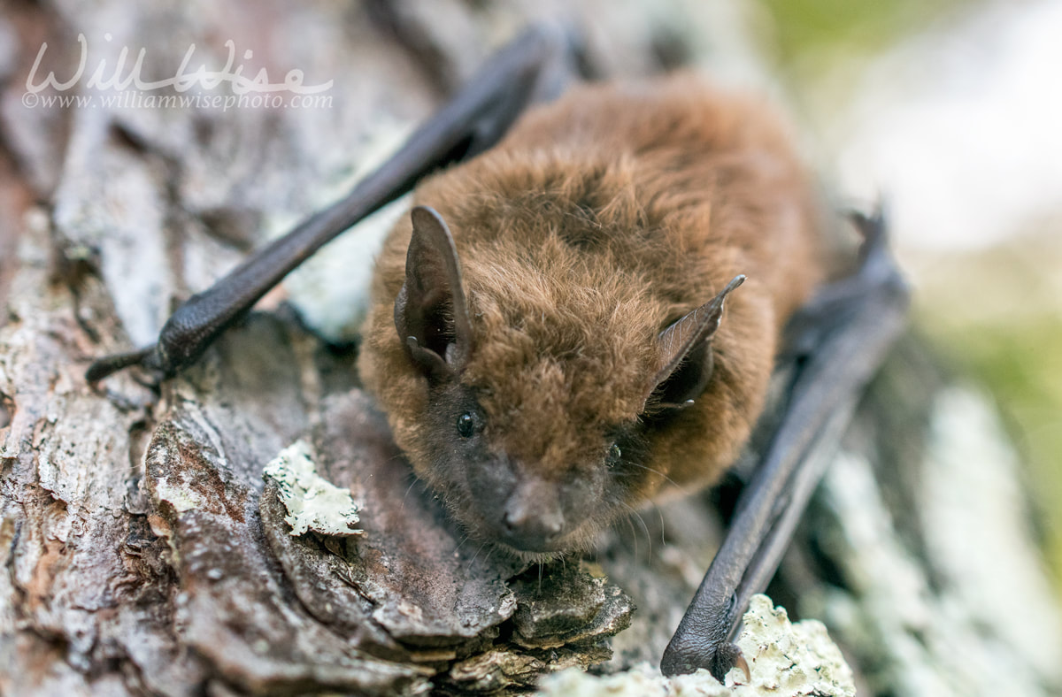 Scary Evening Bat close up Picture