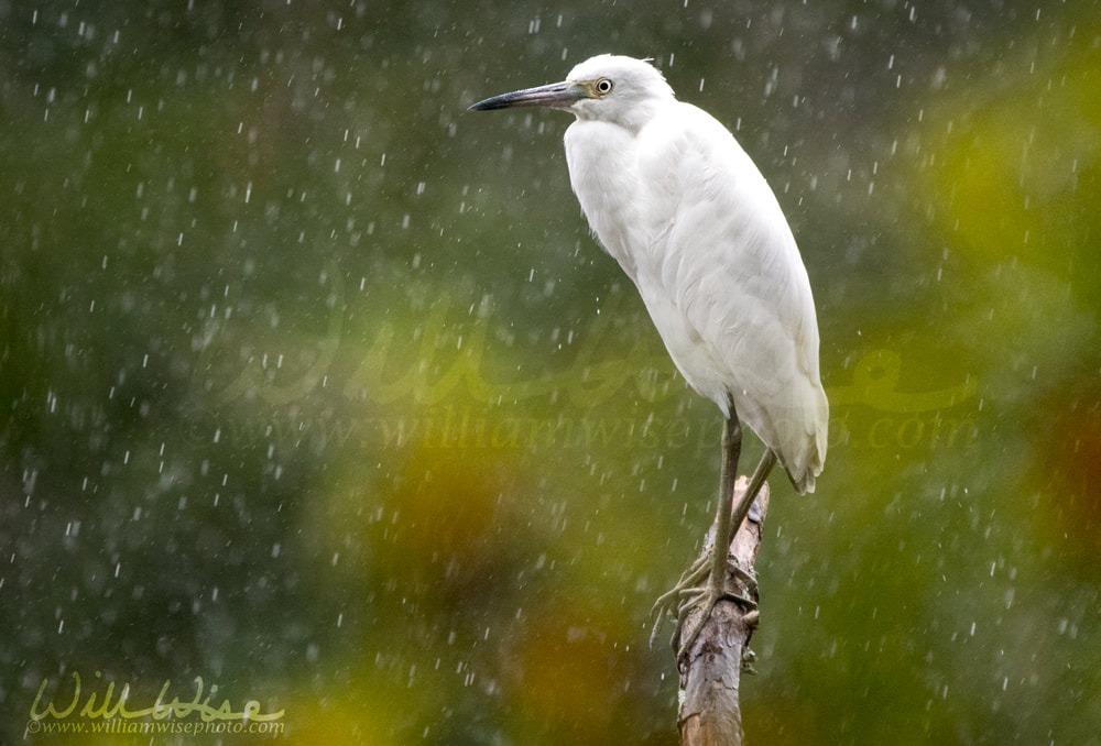 White Little Blue Heron birding Picture