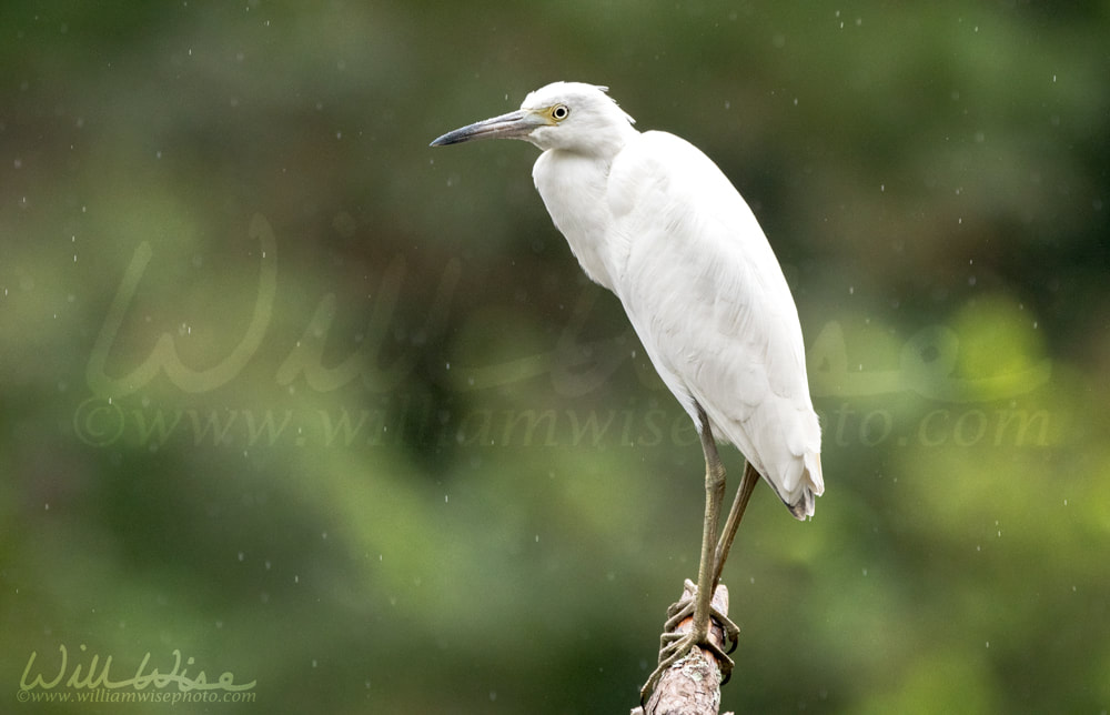 White juvenile Little Blue Heron Georgia birding Picture