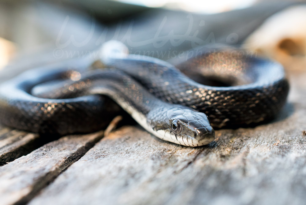 Colied Snake Picture