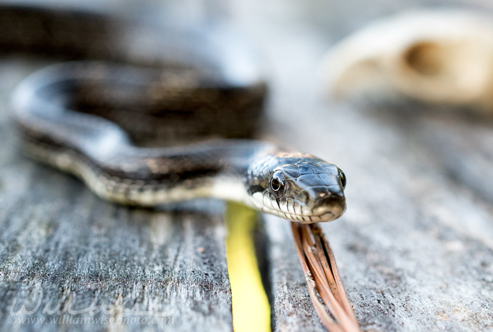 Snake scales Picture