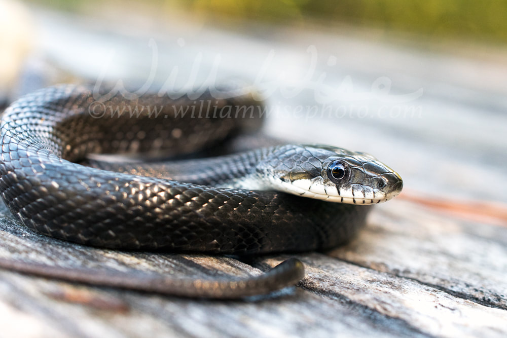 Juvenile Ratsnake Picture